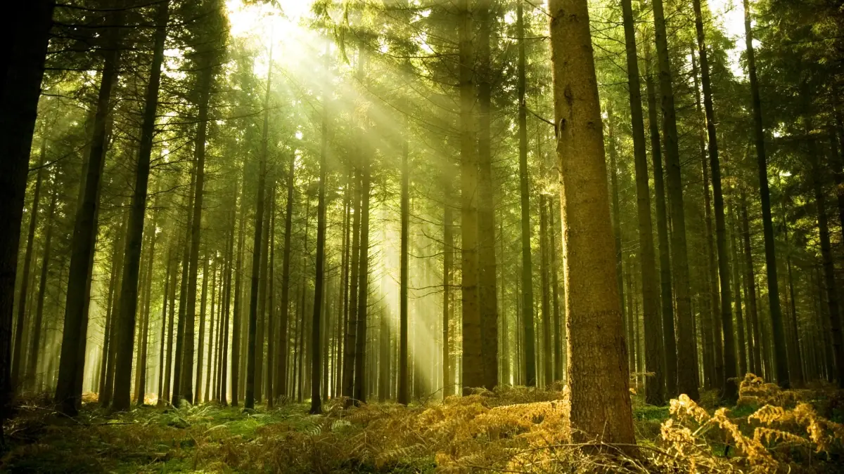 Wald am Bakenberg