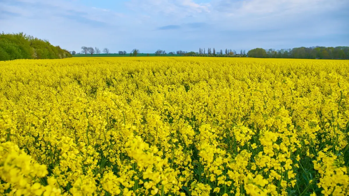 Rapsfeld auf Rügen